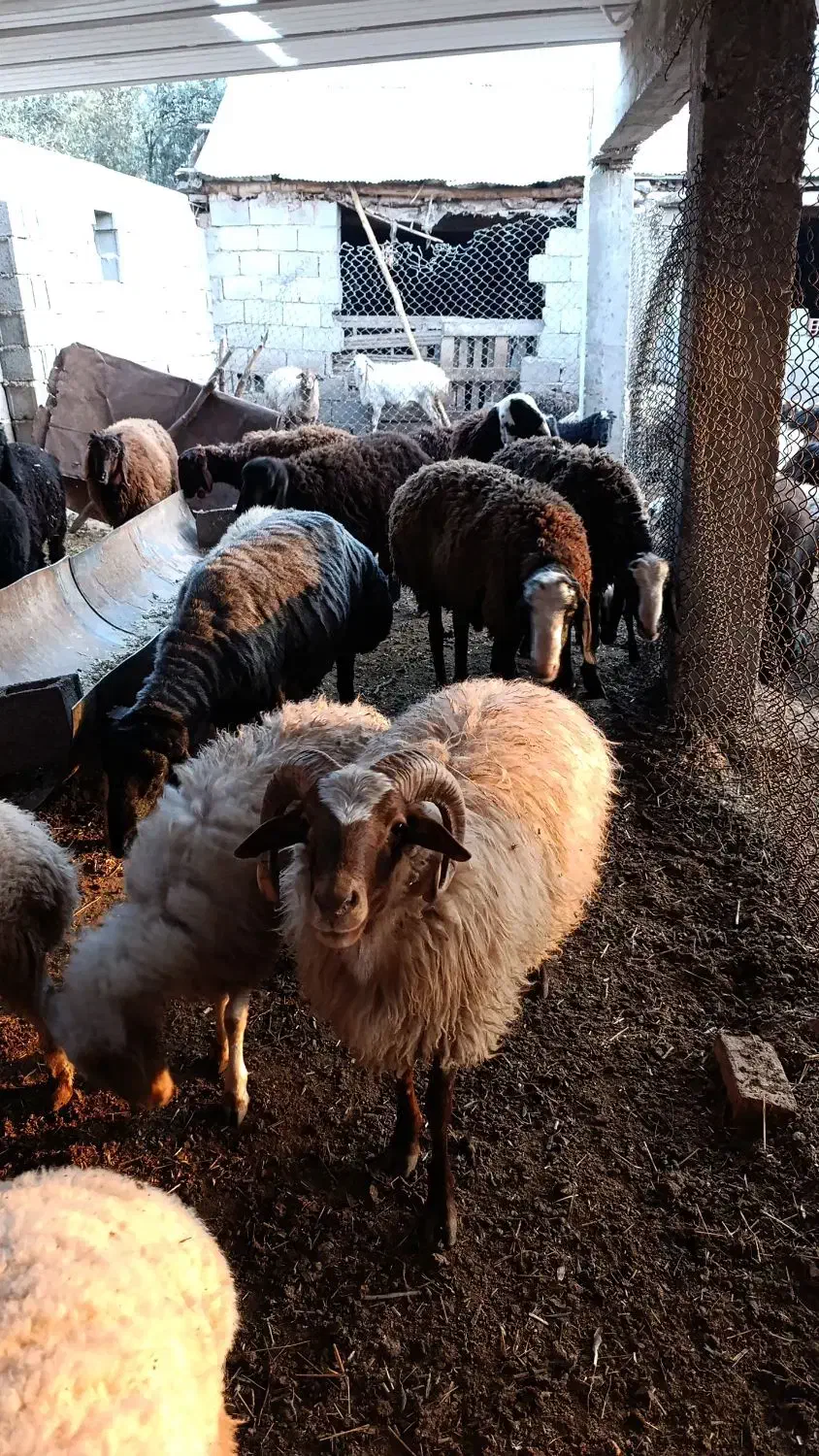 بره چاق سرک دار|حیوانات مزرعه|منجیل, |دیوار