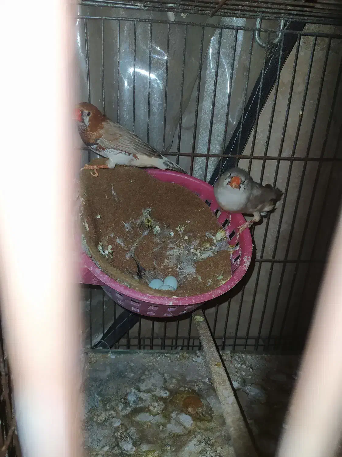 فنچ اورنج به شرط|پرنده|رباطکریم, نصیرشهر|دیوار