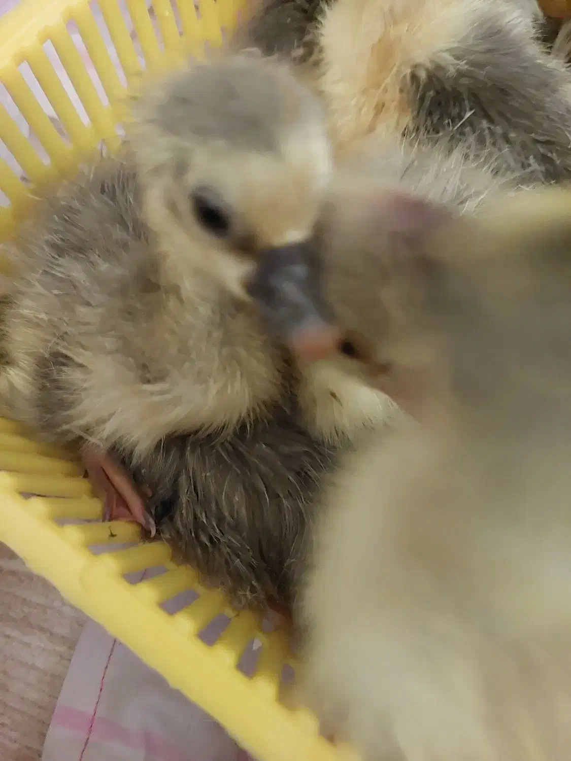 جوجه قاز|حیوانات مزرعه|رشت, سعدی (تختی)|دیوار