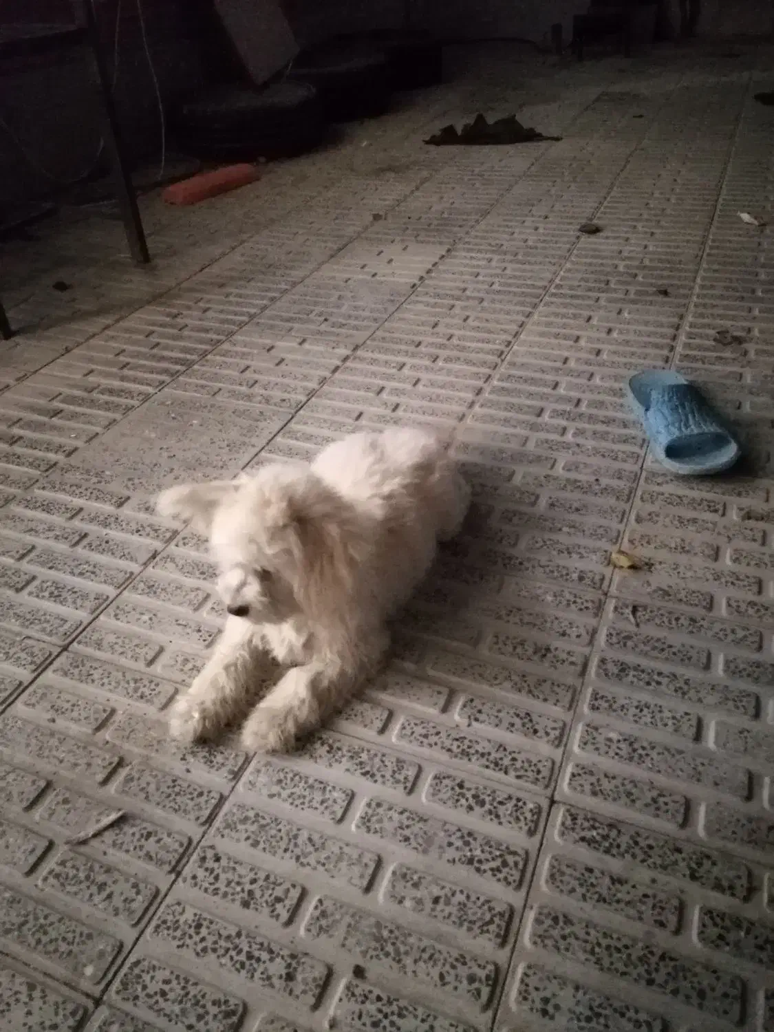 فروش سگ خانگی در فرخشهر|سگ|فرخشهر, |دیوار