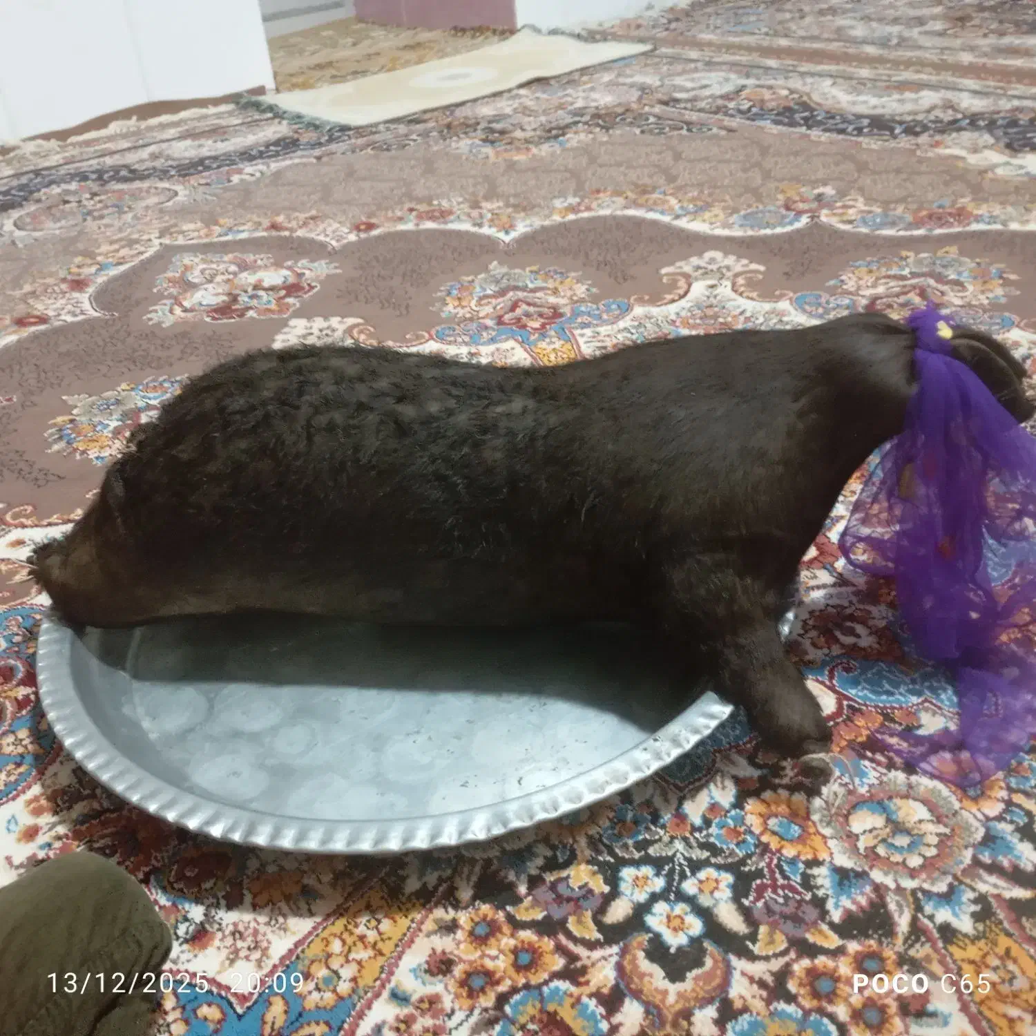 خیگ|ظروف نگهدارنده، پلاستیکی، یکبارمصرف|لردگان, |دیوار