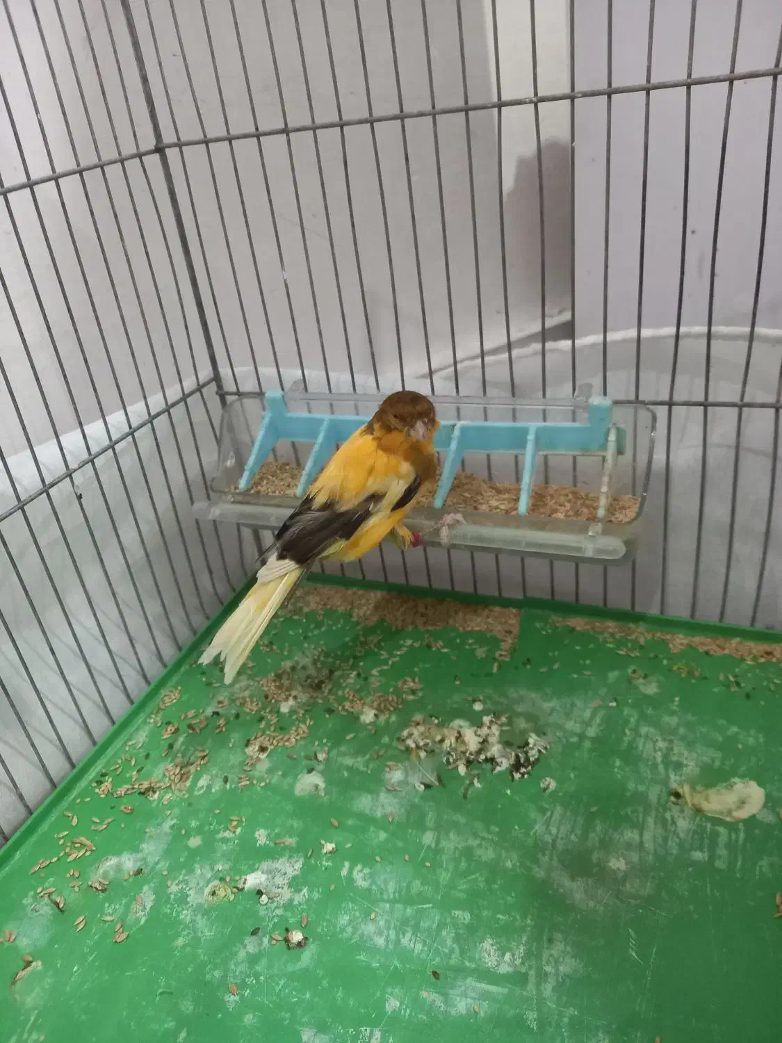 قناری نر ابلغ|پرنده|ملایر, |دیوار