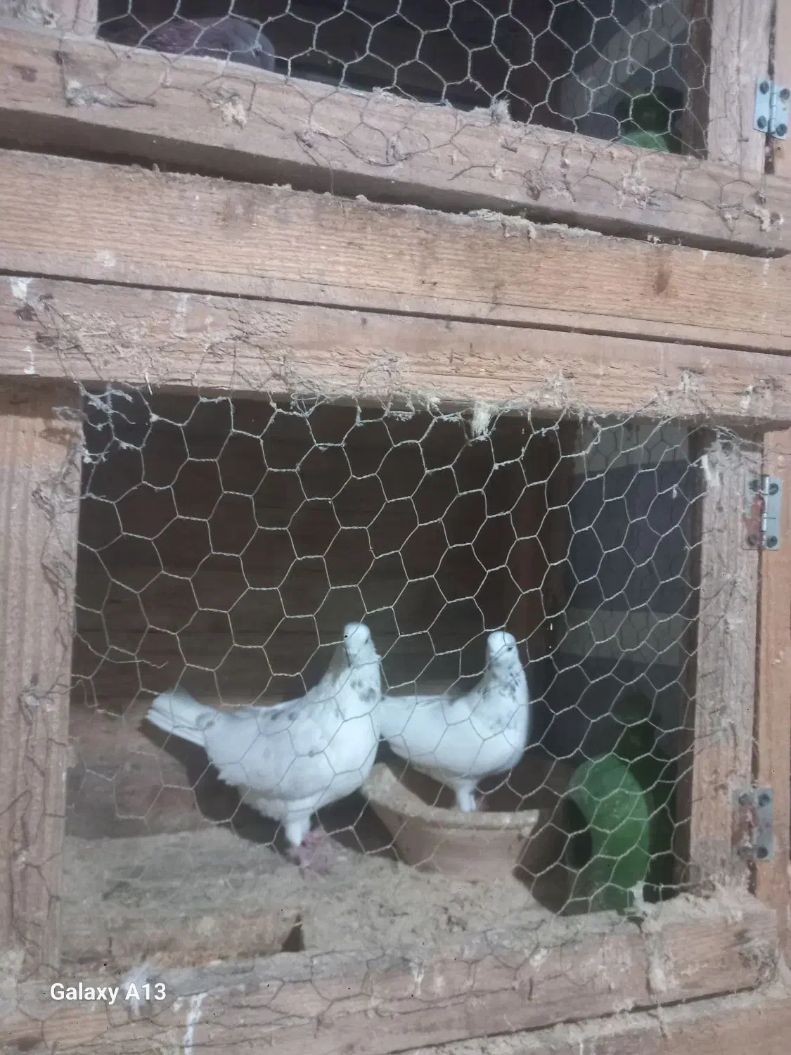 کبوتر جفتی|پرنده|سنگر, |دیوار