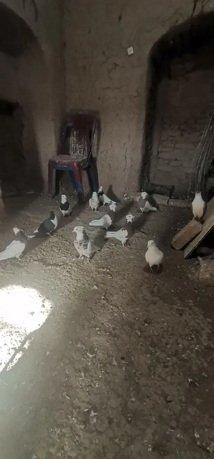 کفتر|پرنده|سبزوار, شهرک ابوذر|دیوار