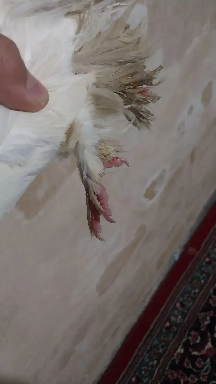 کبوتر سفید پا پری|پرنده|شاهین دژ, |دیوار