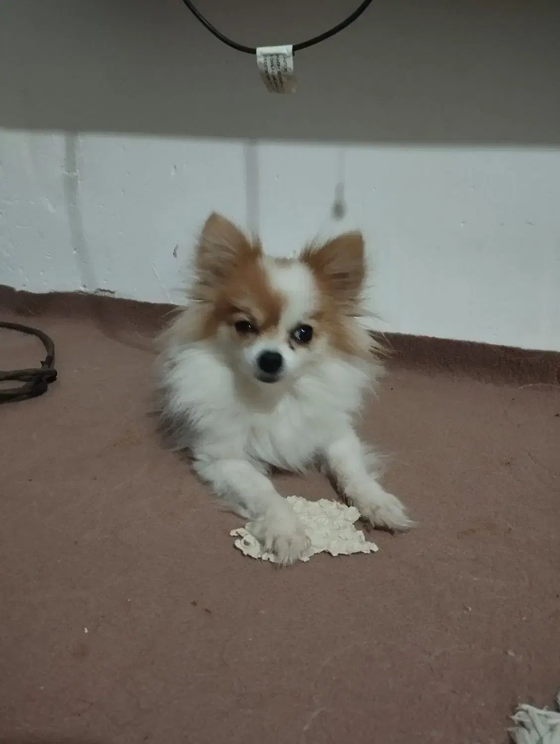 سگ پامرانین|سگ|وحیدیه, |دیوار