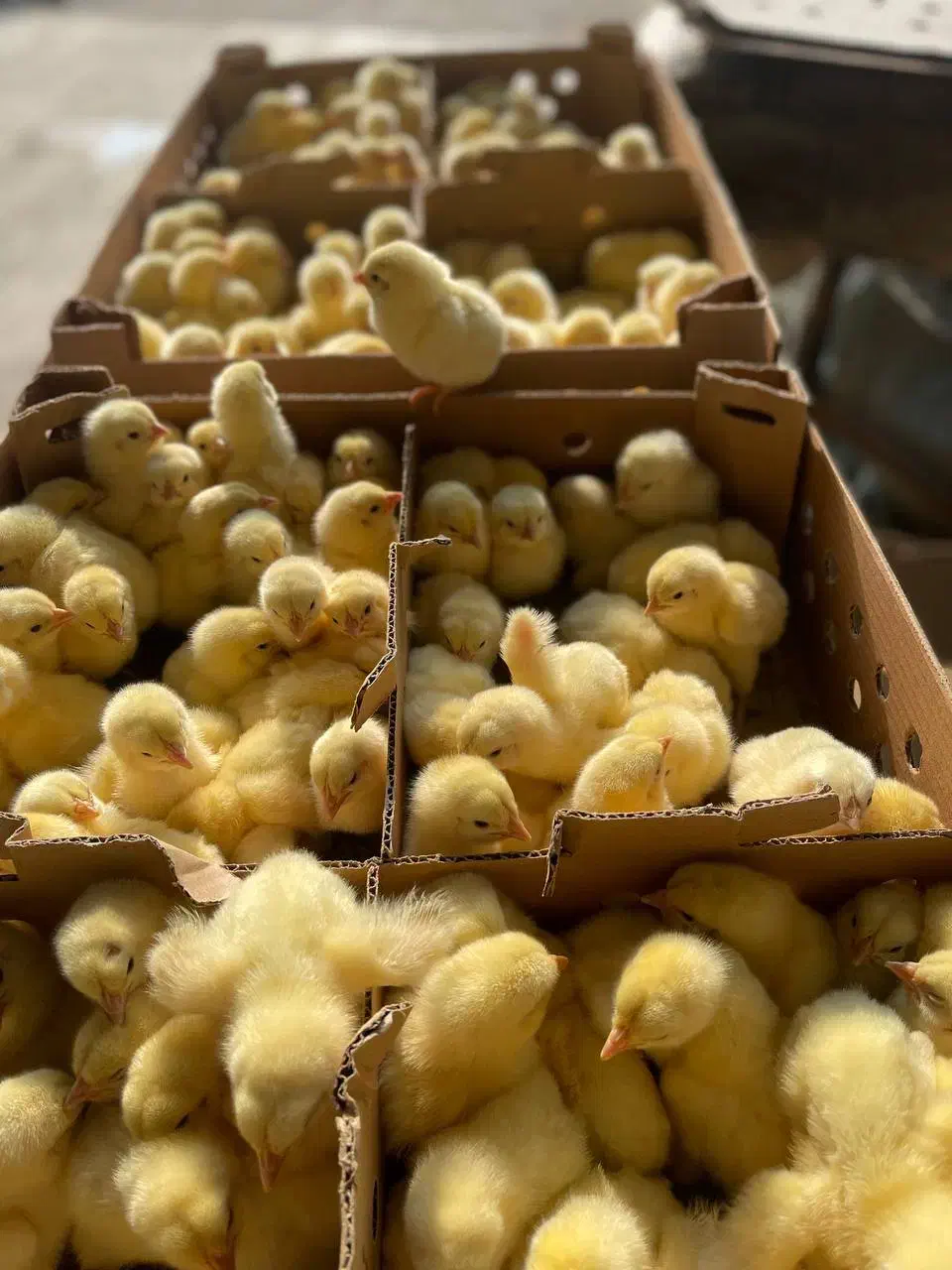 جوجه گوشتی نژاد راس وزن گیری بالا تسویه در محل شما|حیوانات مزرعه|زابل, |دیوار