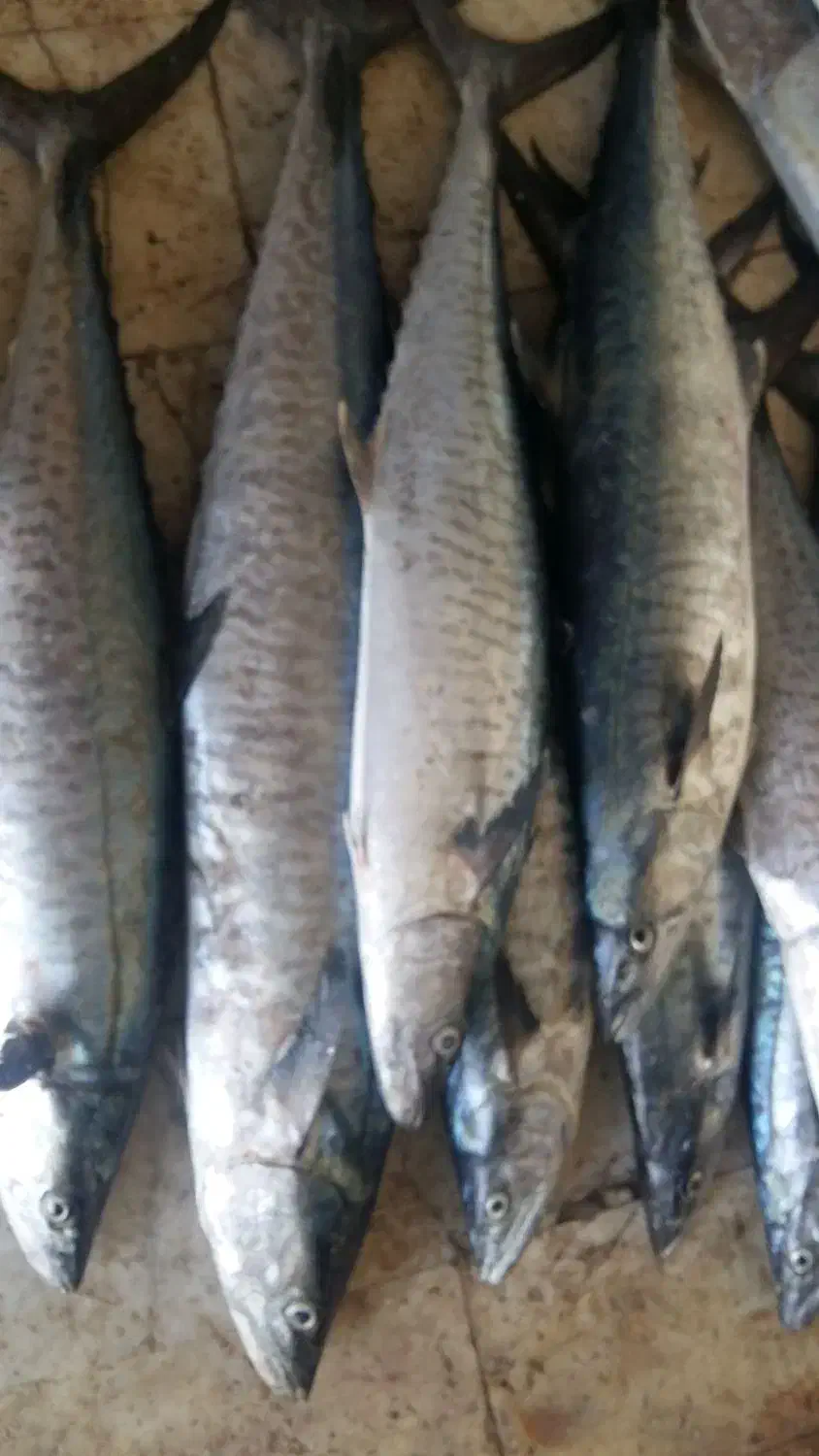 ماهی دریایی جهته بسته بندی|عمدهفروشی|یزد, |دیوار