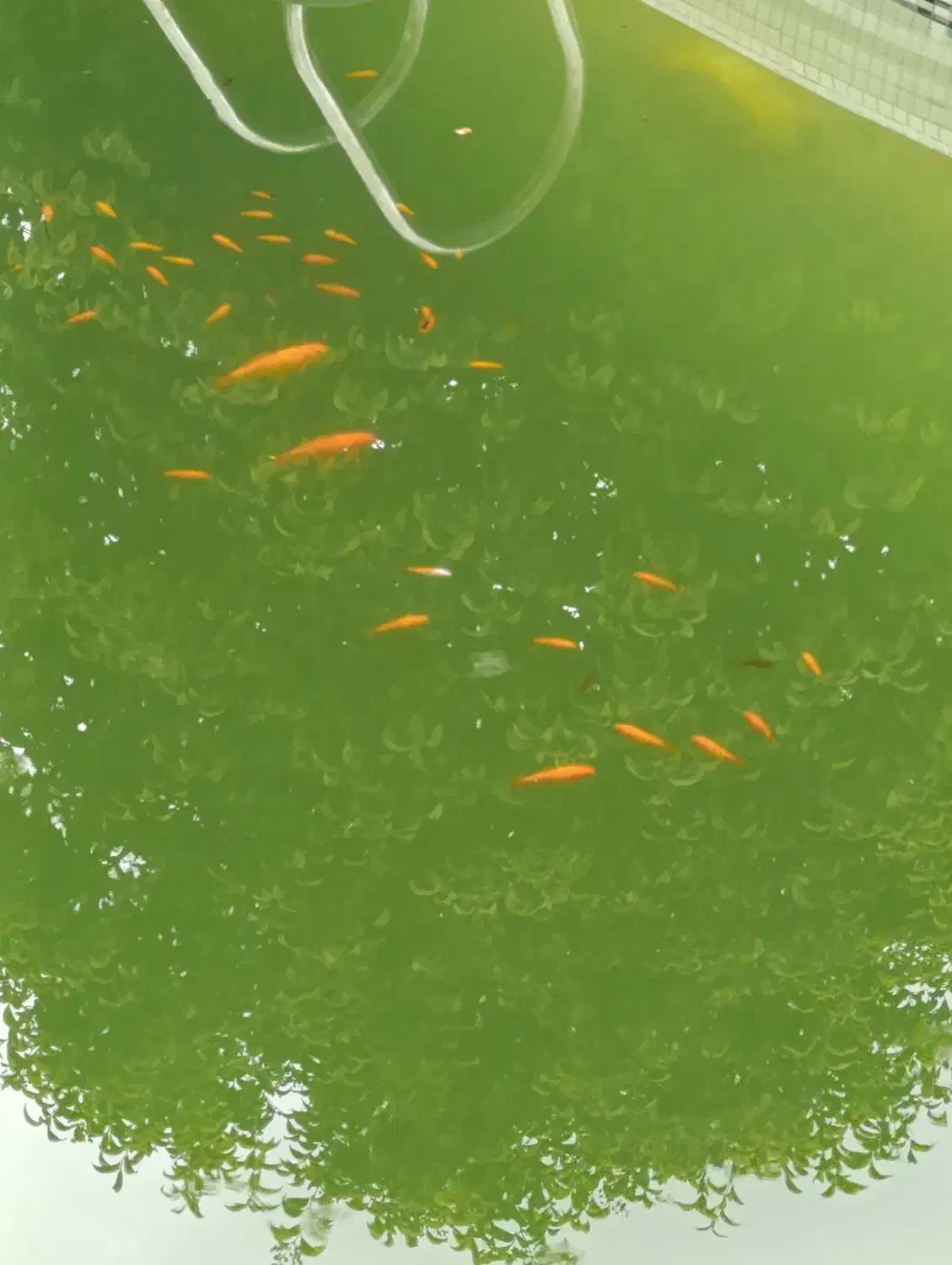 ماهی قرمز|ماهی|نوشهر, |دیوار