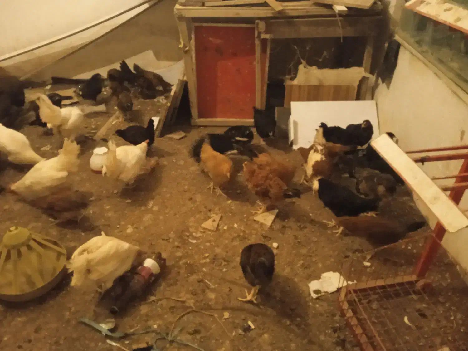 جوجه 3ماهه|حیوانات مزرعه|تربت‌حیدریه, کوی شهید احمدزاده ملکی|دیوار