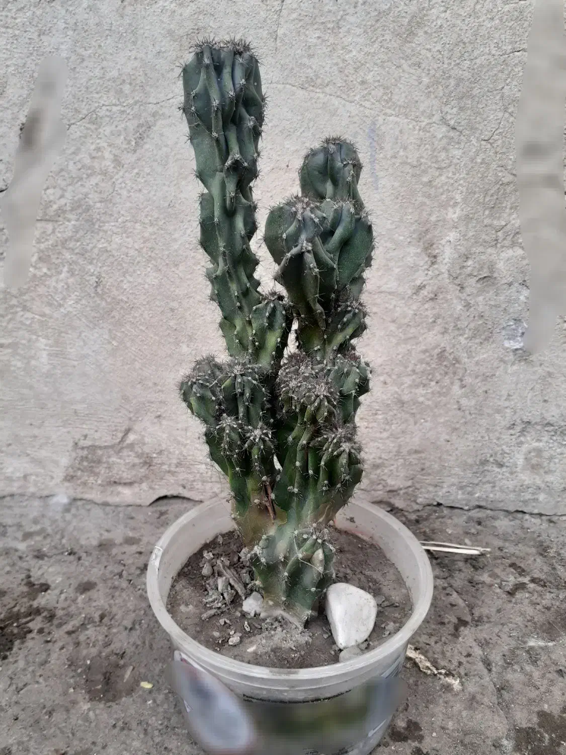 گلهای خانگی|گل و گیاه طبیعی|رشت, علی آباد|دیوار