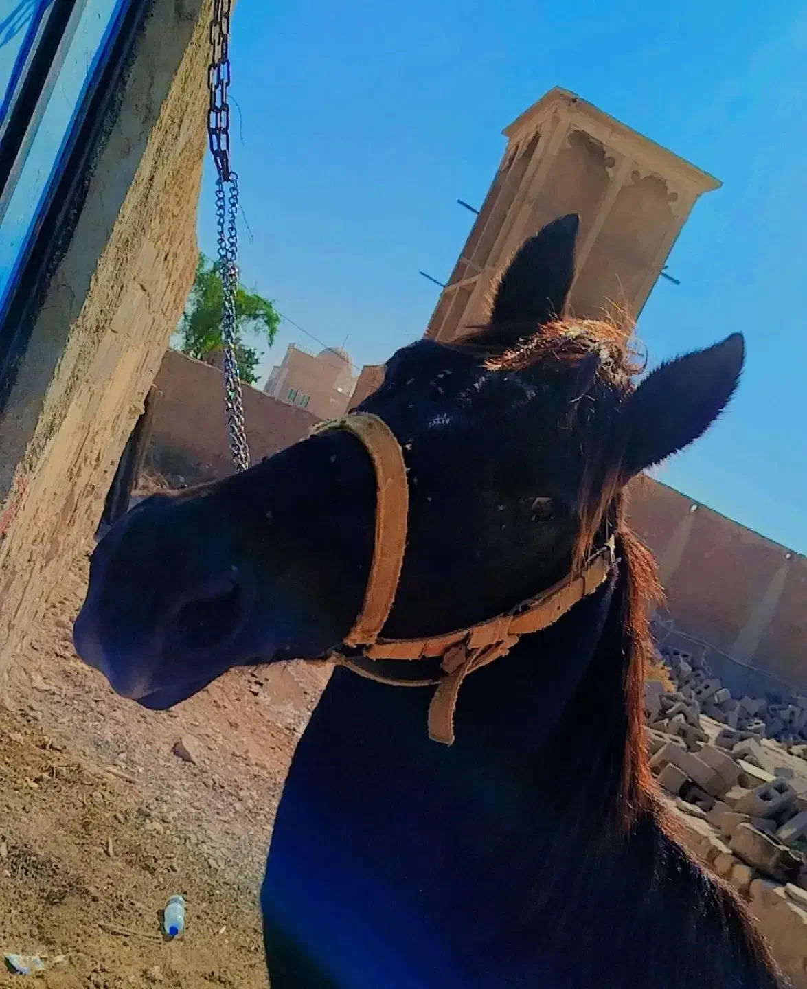 اسب ارام|اسب و تجهیزات اسب‌سواری|خمیر, |دیوار