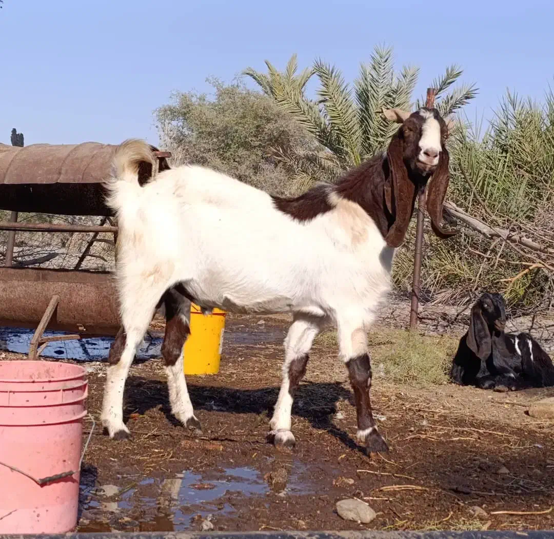نری پاکستانی.نربز پاکستانی.بز نر|حیوانات مزرعه|جیرفت, |دیوار