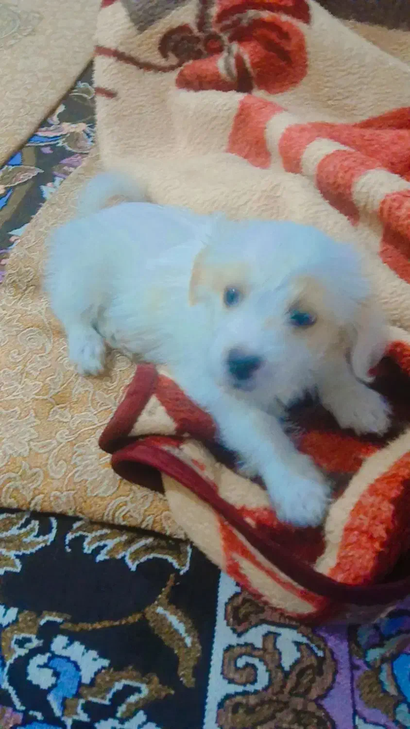 سک خونگی|سگ|شوشتر, |دیوار