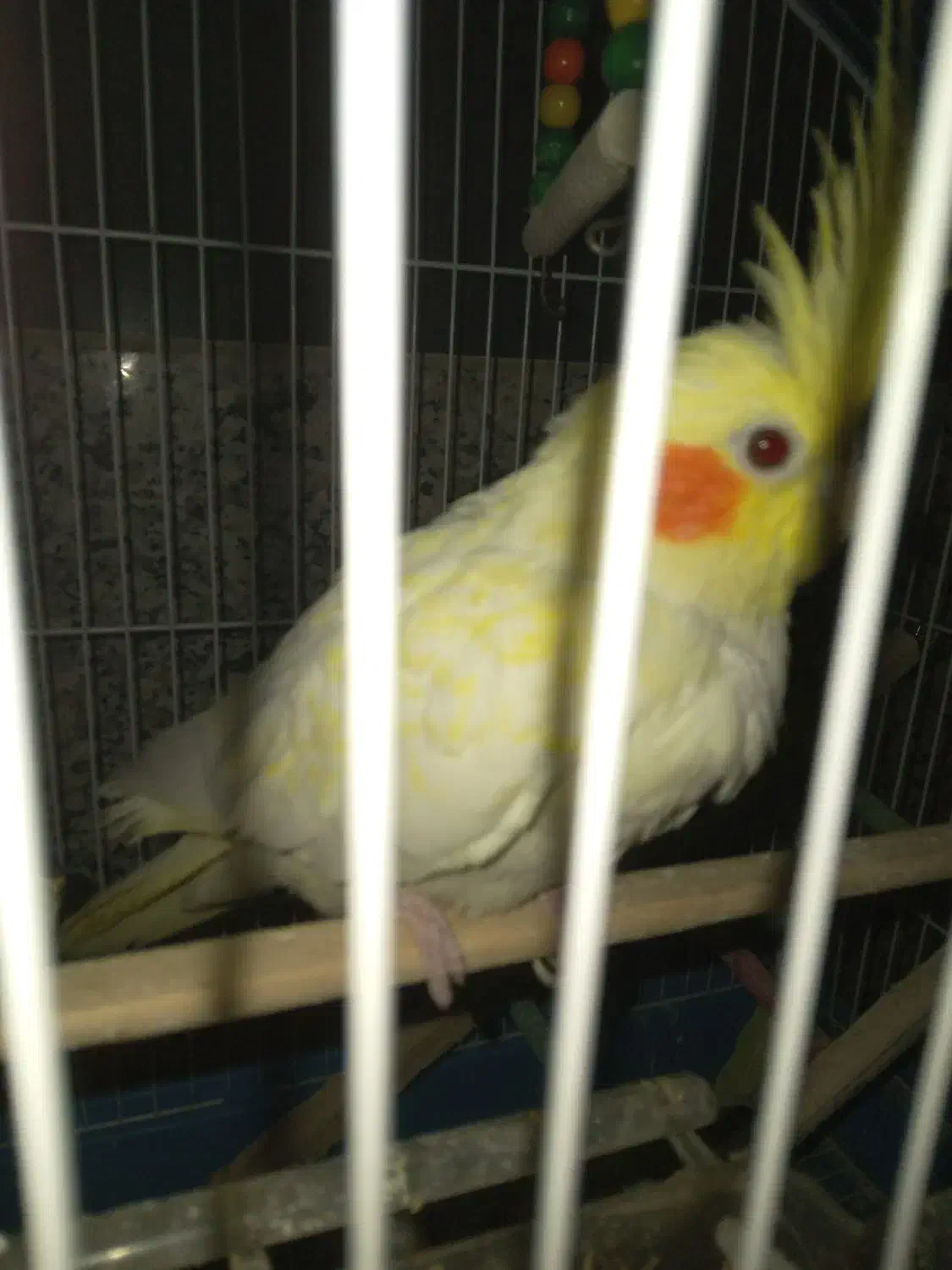 عروس هلندی ماده همراه قفس بزرگ|پرنده|فولادشهر, A2|دیوار