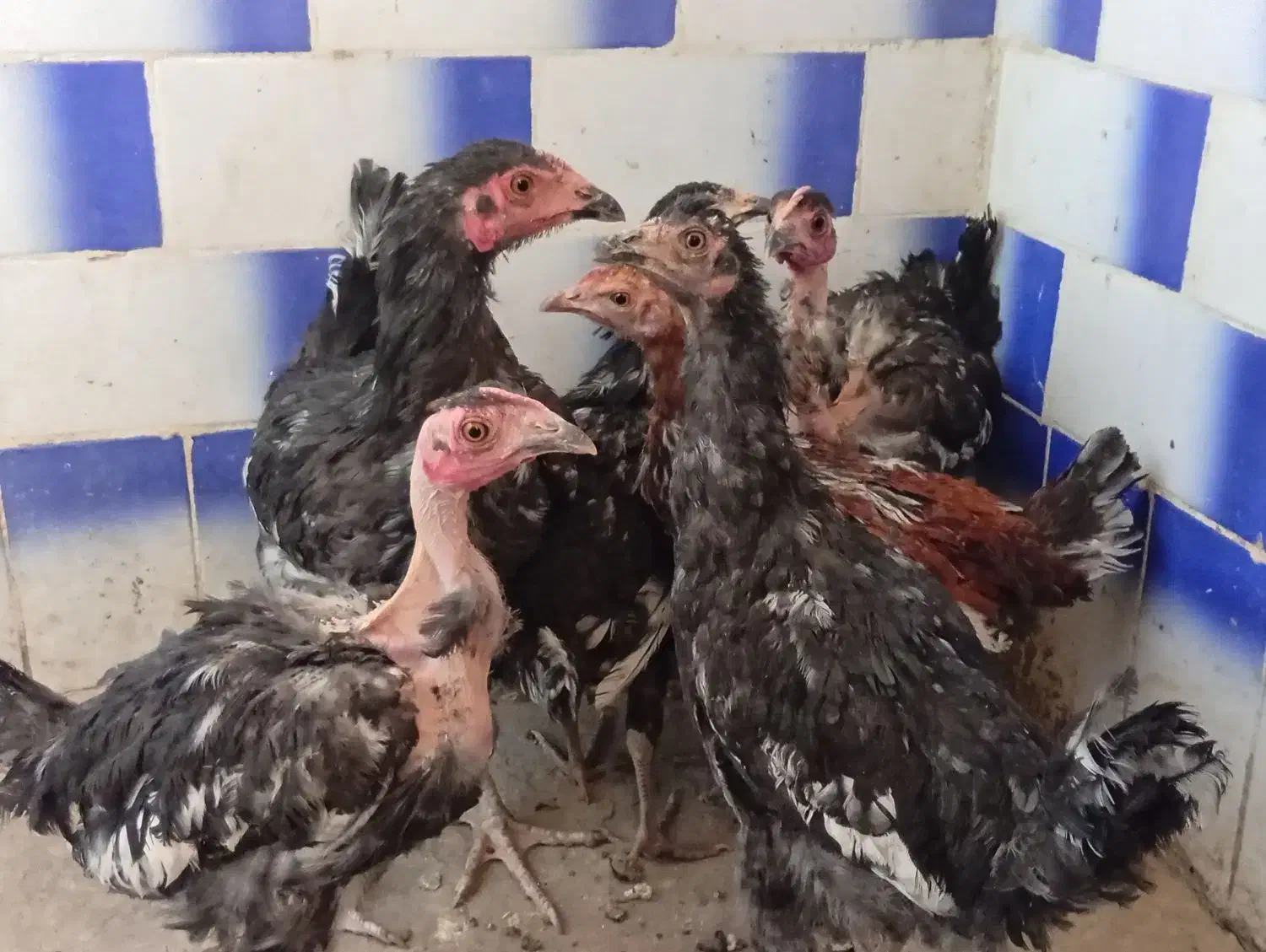 جوجه|حیوانات مزرعه|محمدیه-قزوین, |دیوار