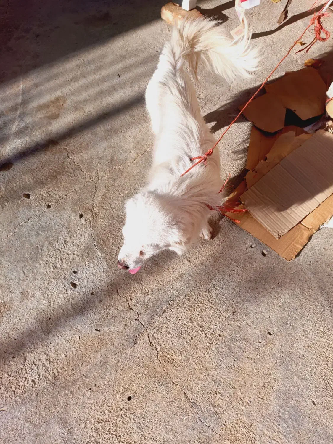 به فروش می‌رسد|سگ|شاهین دژ, |دیوار