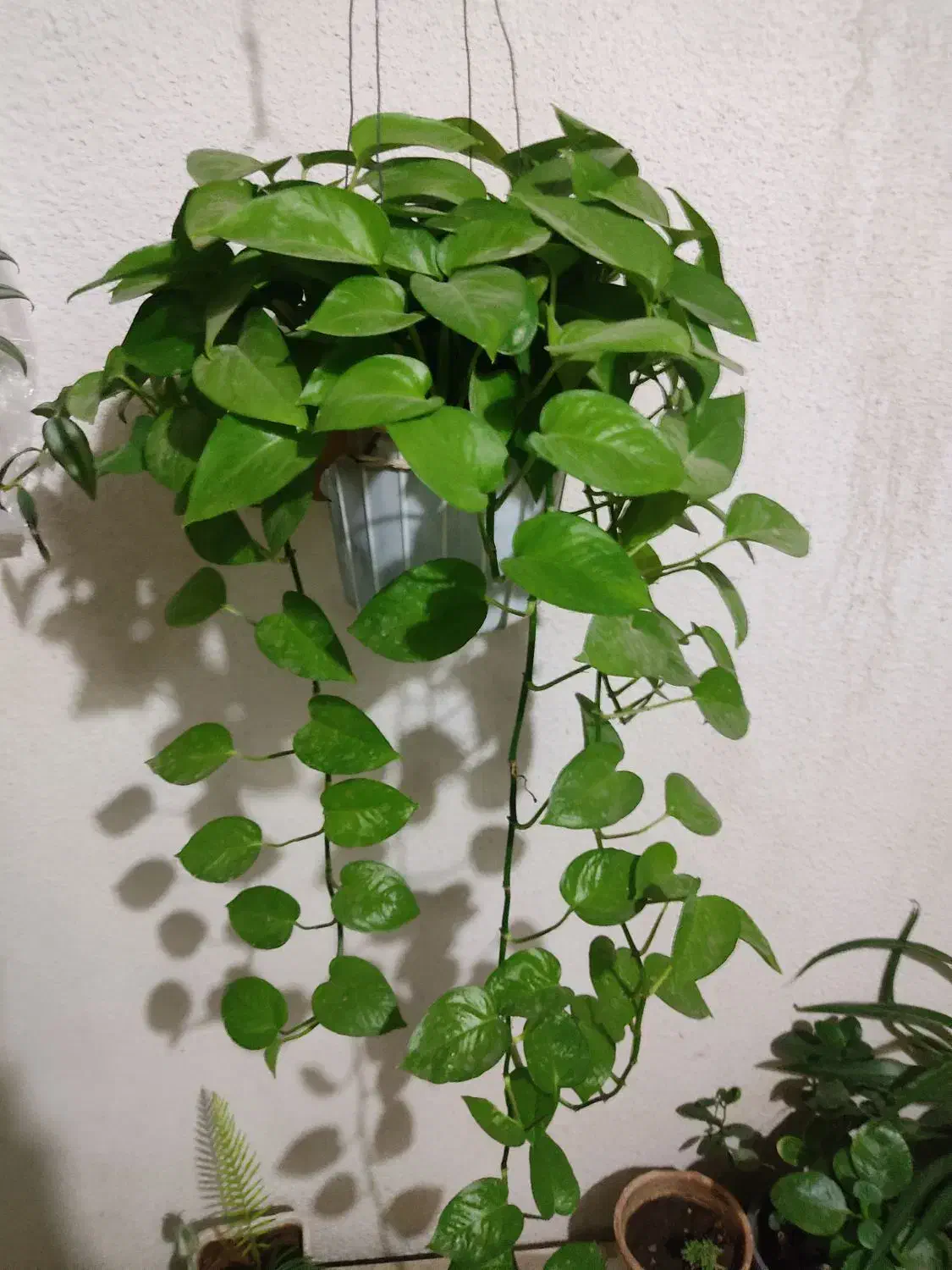 گل وگیاه|گل و گیاه طبیعی|محمدیه-قزوین, |دیوار