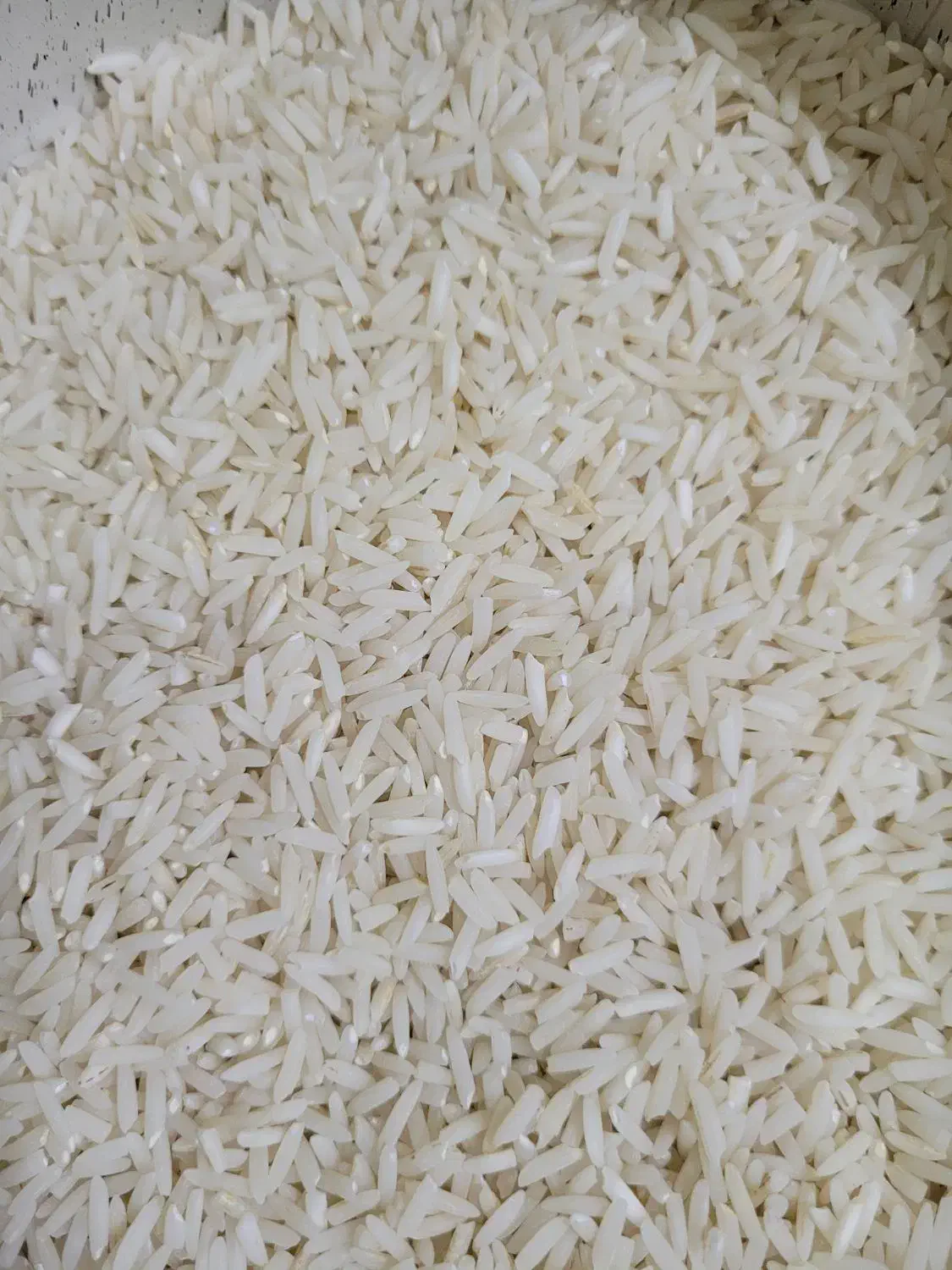 برنج هاشمی سورتینگ زده|خوردنی و آشامیدنی|رشت, یخسازی|دیوار