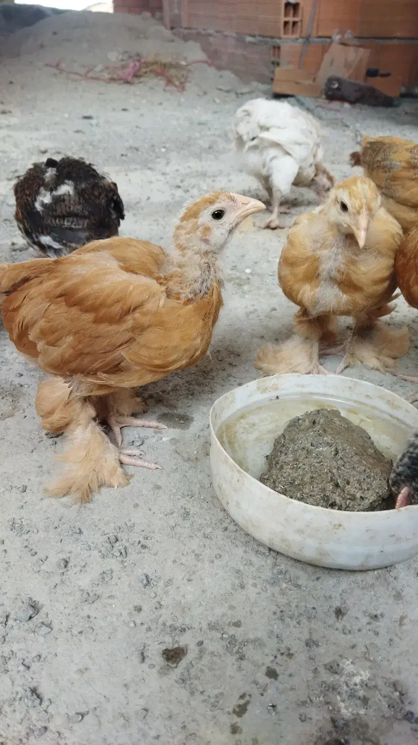 جوجه پاپر و محلی|حیوانات مزرعه|بهشهر, |دیوار