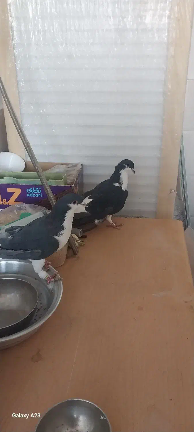 خوشرنگ|پرنده|قیدار, |دیوار