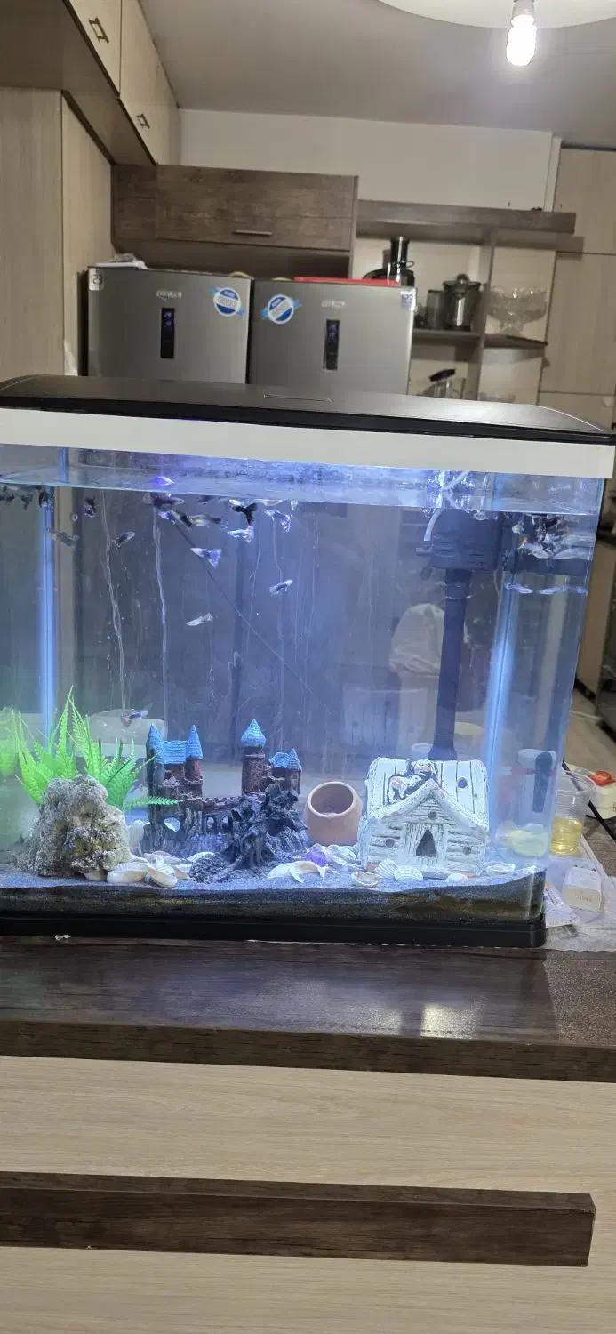 آکواریم. کامل شیک ونو . ش. کامل با ماهی هاش ۲۸۵۰|ماهی|مشهد, کارمندان دوم|دیوار