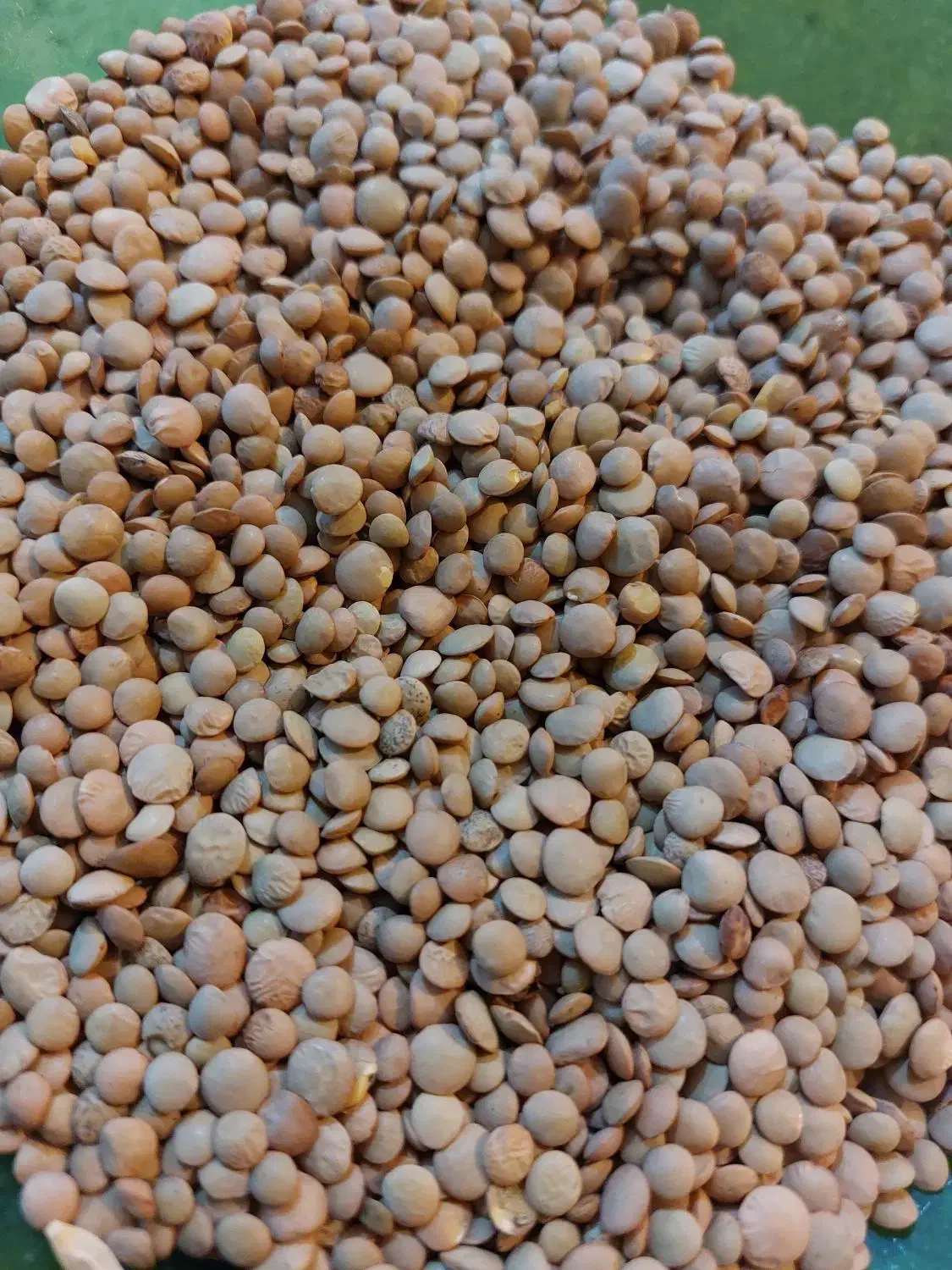 برنج نیم دانه لنجون و عدس محلی اصل|خوردنی و آشامیدنی|ایذه, |دیوار