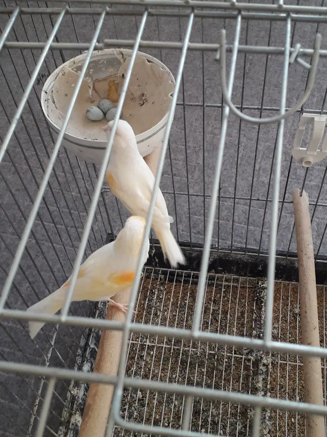 قناری جفت کار داده|پرنده|پارسآباد, |دیوار