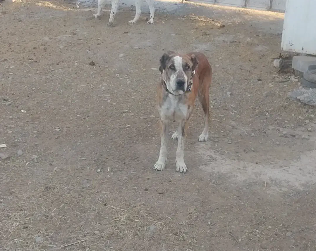 سگ گله افغان|سگ|فشاپویه, |دیوار