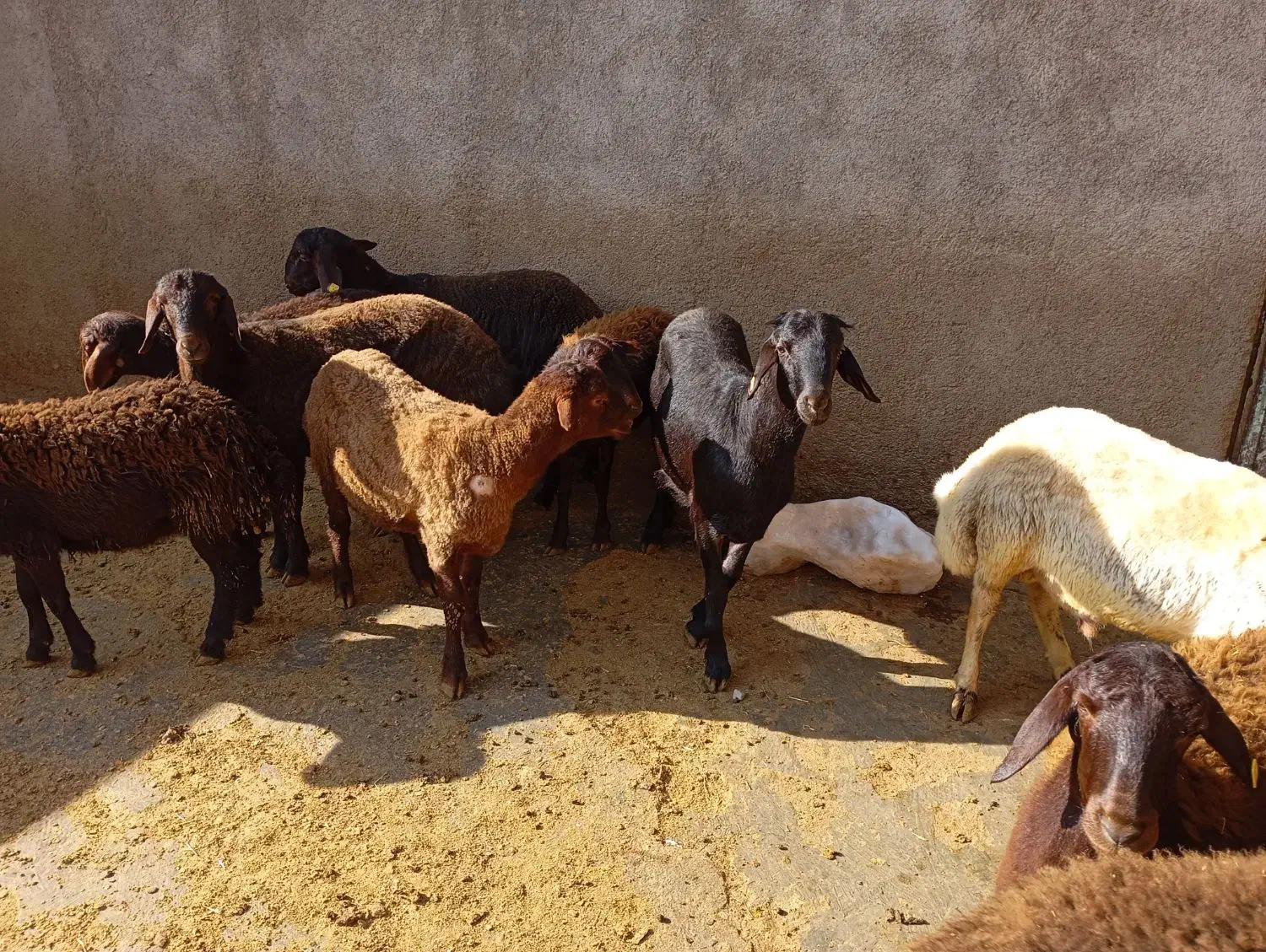 چند راس بره نر ماده هترو|حیوانات مزرعه|صائین قلعه, |دیوار