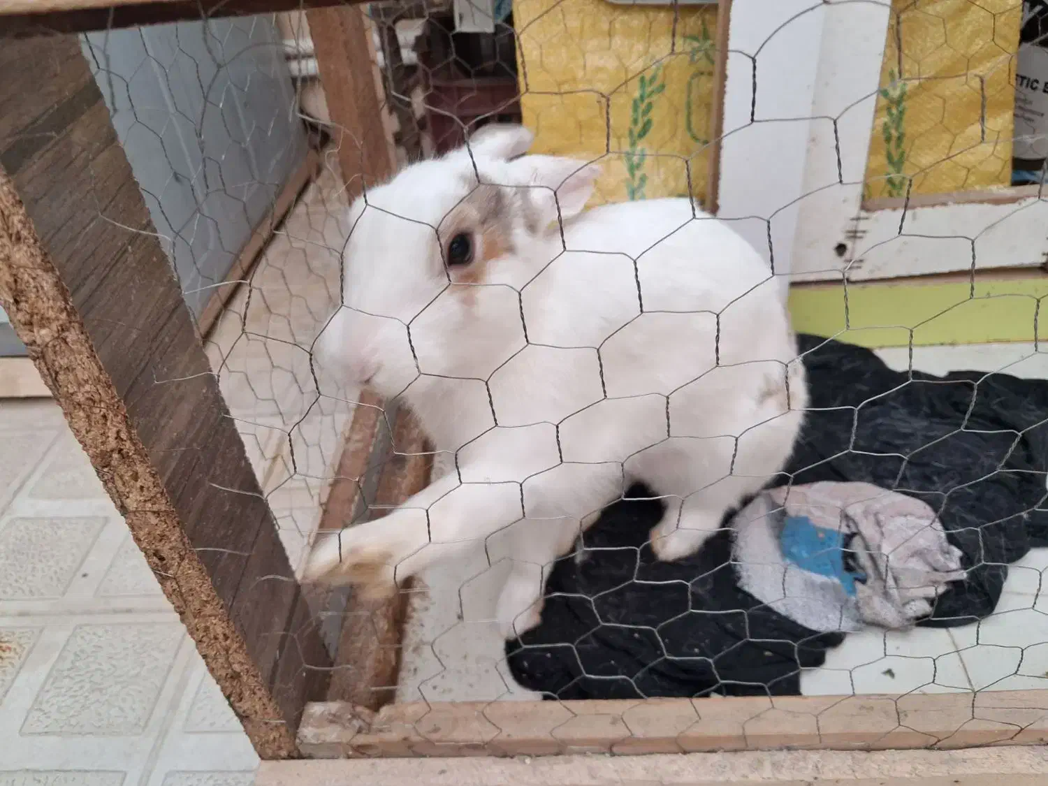 خرگوش نر.خانگی|موش و خرگوش|اردبیل, |دیوار