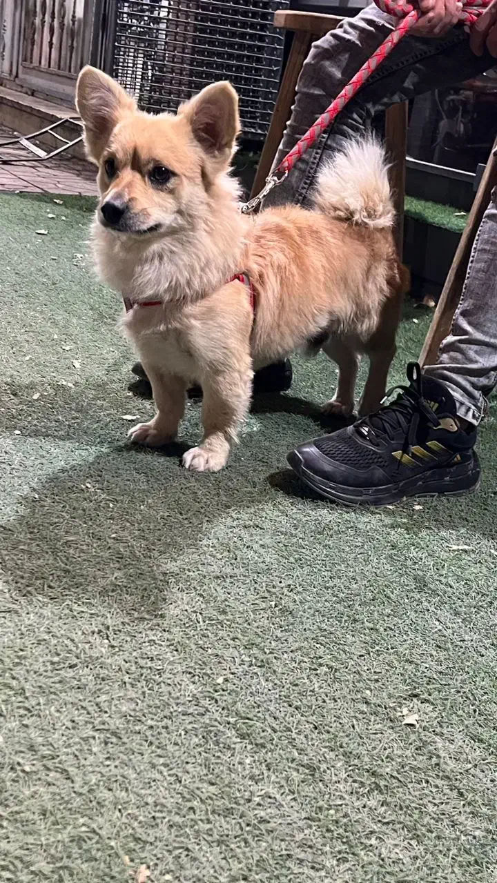 سگ پامر|سگ|اردکان, |دیوار