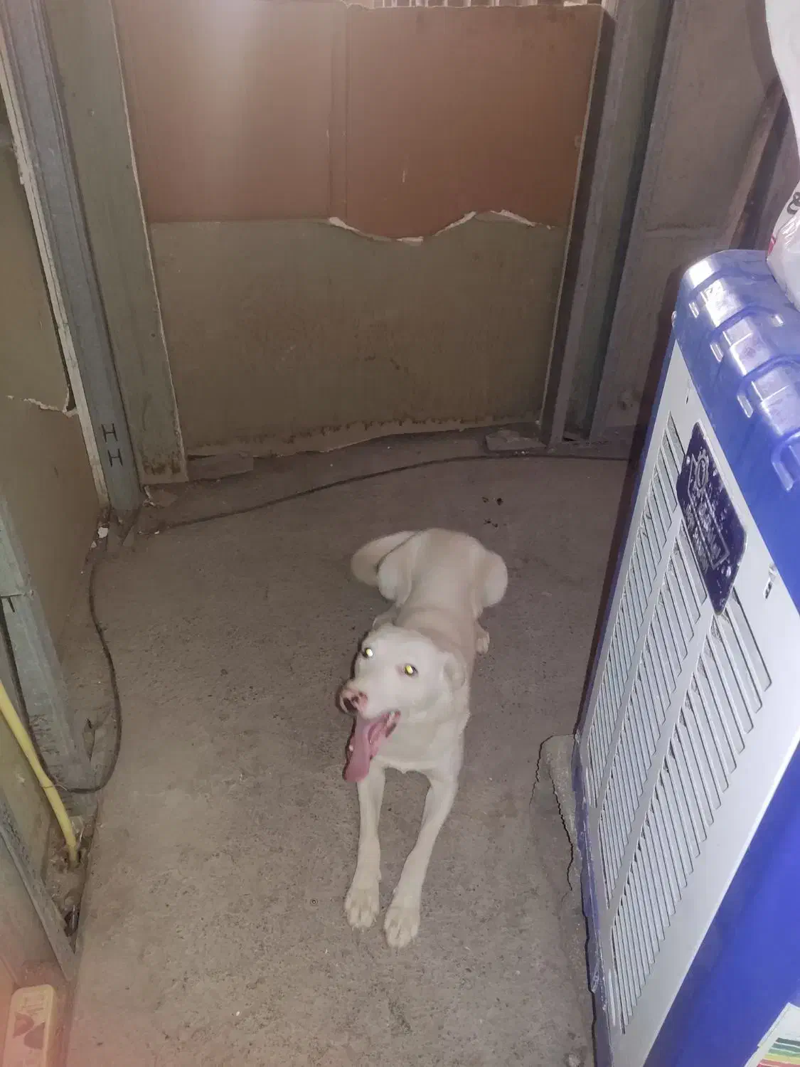 سفید برفی برای نگهبانی ویلا|سگ|کرمان, |دیوار