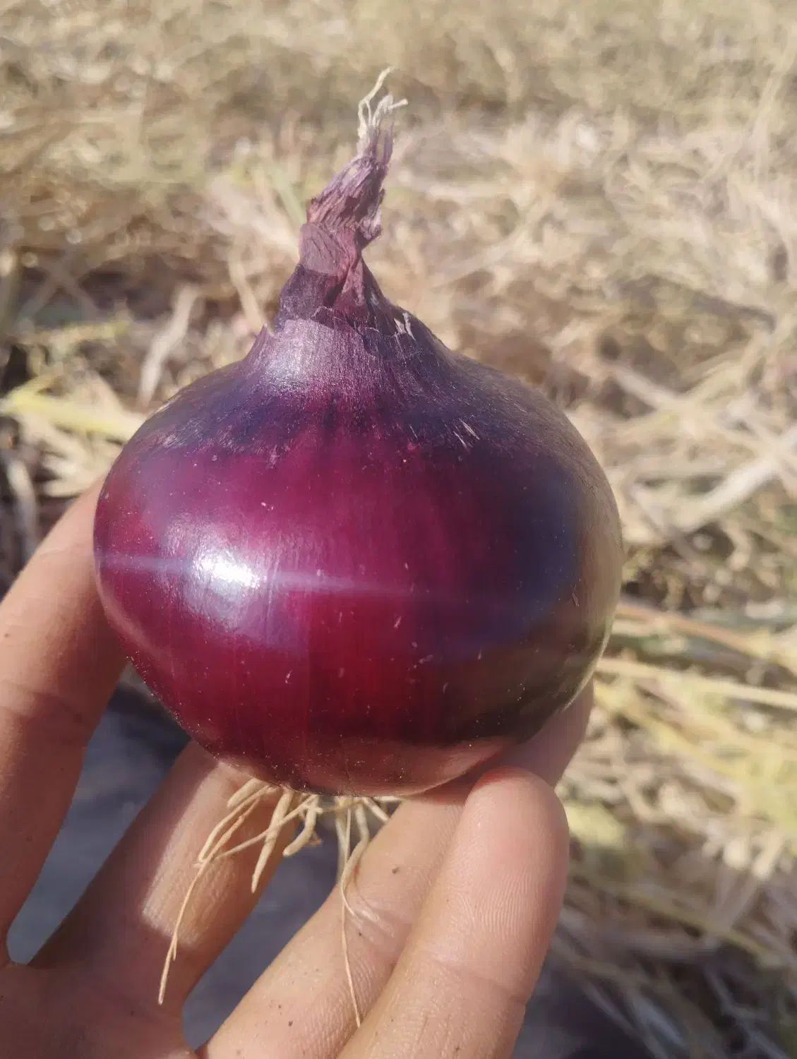 بذر پیاز قرمز|عمده‌فروشی|لیلان, |دیوار