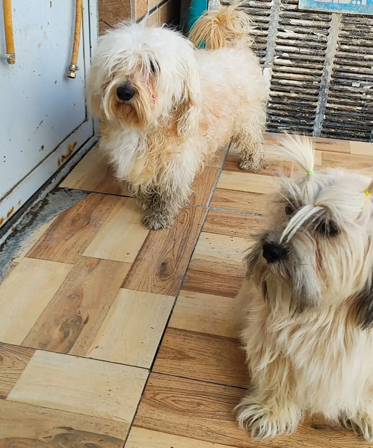 سگ شیتزو مولد نر و ماده|سگ|لنجان, |دیوار