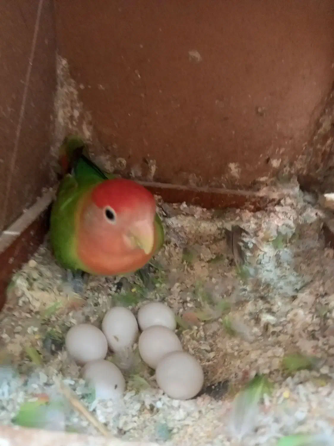 برزیلی ماده|پرنده|تاکستان, |دیوار