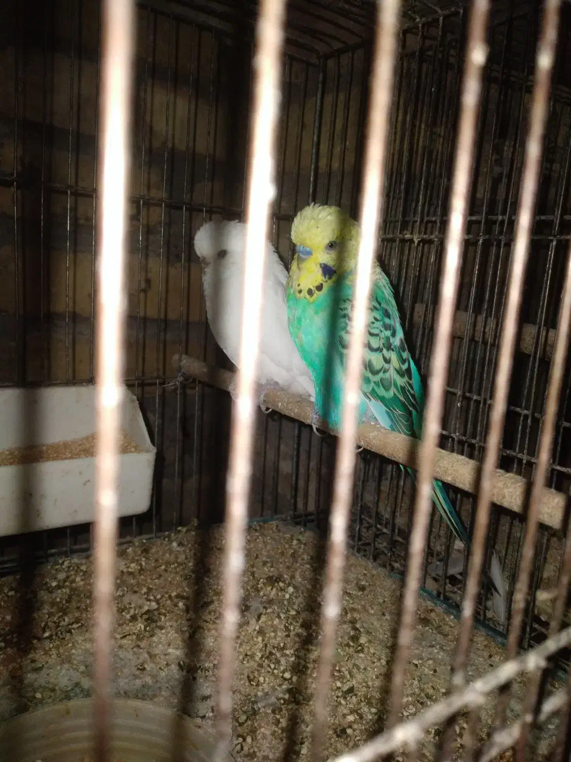 مرغ عشق انگلیسی  پروانه ای رینبو|پرنده|سمنان, |دیوار