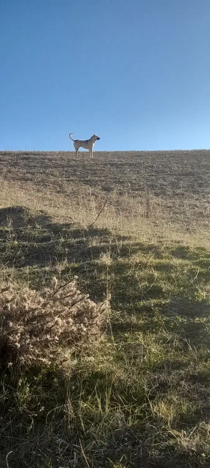 سگ سرابی|سگ|انگوت, |دیوار