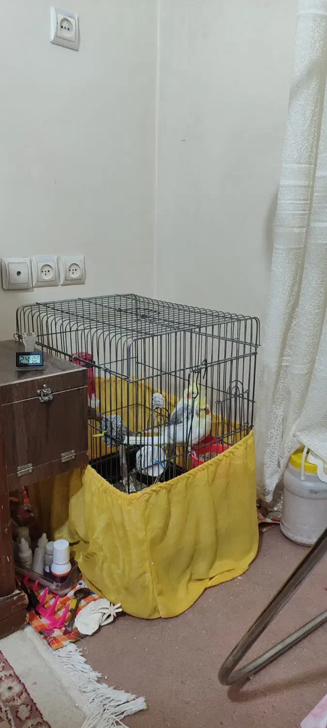 عروس هلندی مولد|پرنده|شاهرود, |دیوار