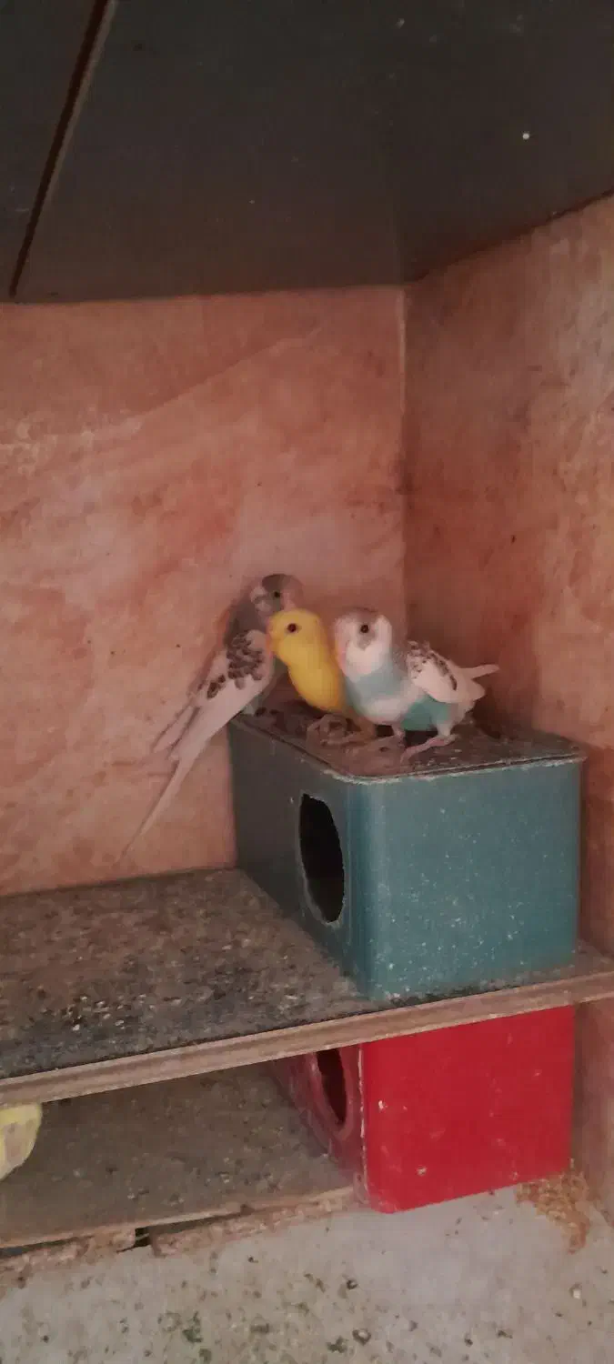 چهارعدد جوجه مرغ عشق  خوش رنگ|پرنده|پاکدشت, پاکدشت (مامازند)|دیوار