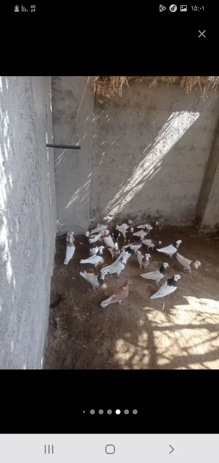 کبوتر|پرنده|نورآباد ممسنی, |دیوار