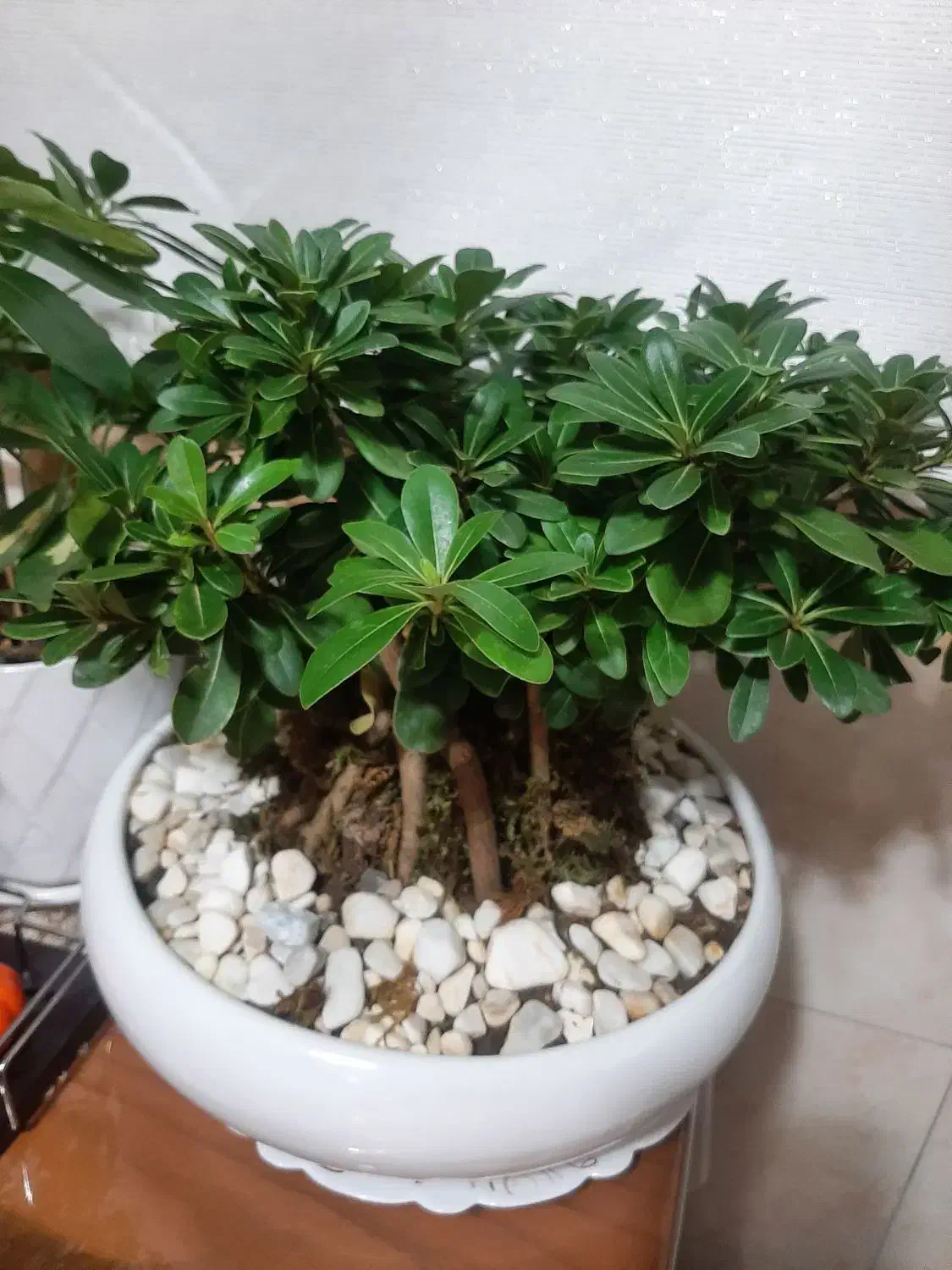 گل بنسای|گل و گیاه طبیعی|تهران, مسعودیه|دیوار