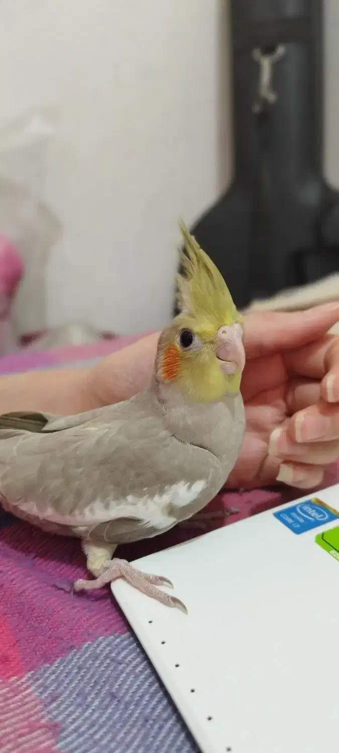 عروس هلندی زیبا و کشیده|پرنده|کلاچای, |دیوار