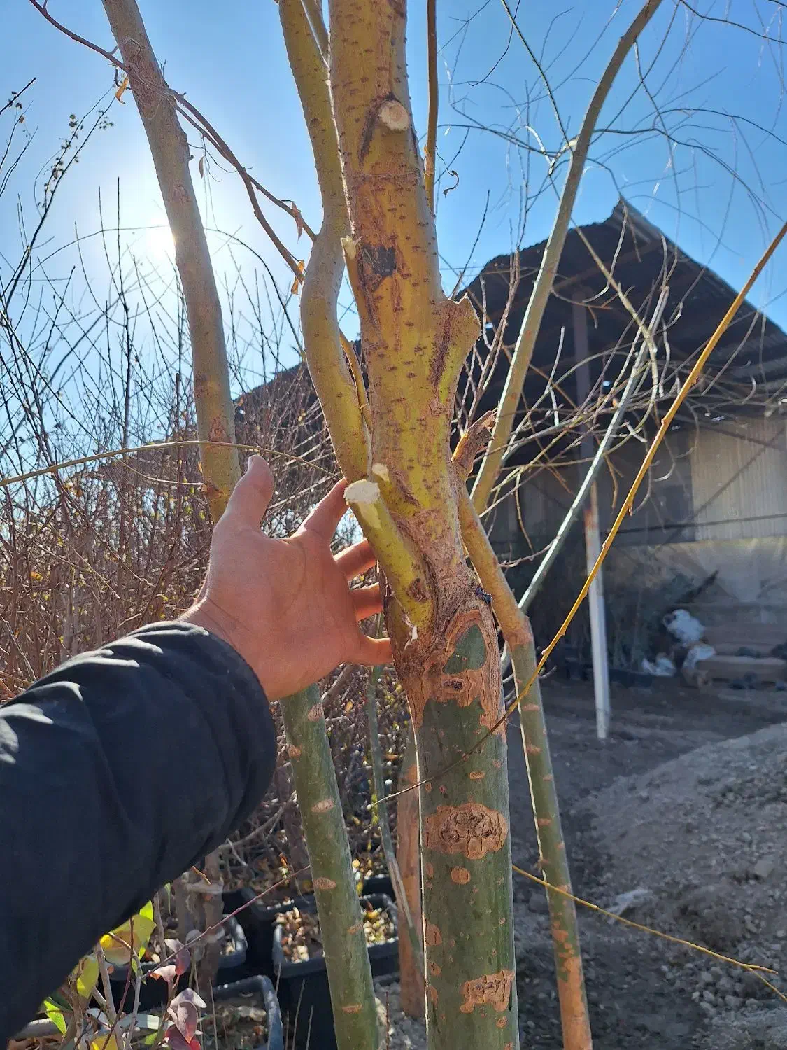 بید مجنون زرد فر سبز پیوندی|خدمات باغبانی و درختکاری|فلاورجان, |دیوار