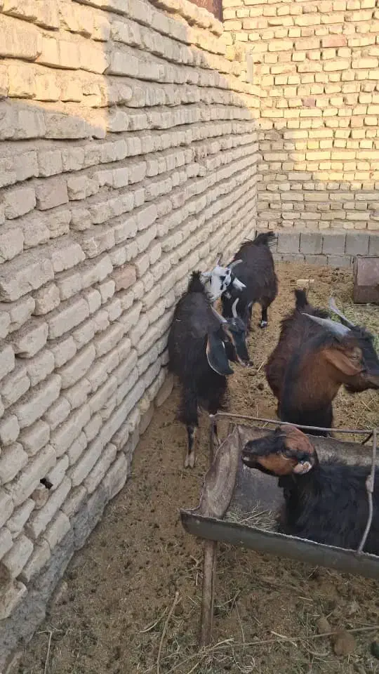 فروش 15عدد بر نره 40کلویی|حیوانات مزرعه|یزد, |دیوار