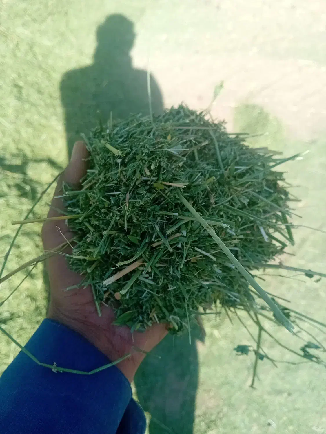 خوراک دام یونجه علف بیده خاش|حیوانات مزرعه|خمک, |دیوار