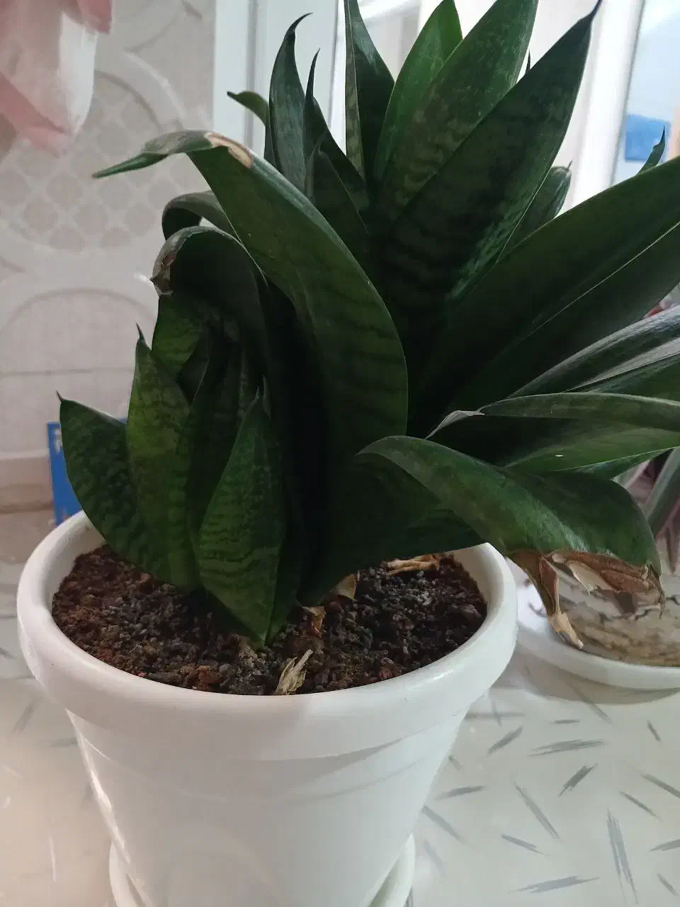 گل طبیعی|گل و گیاه طبیعی|کرمانشاه, |دیوار