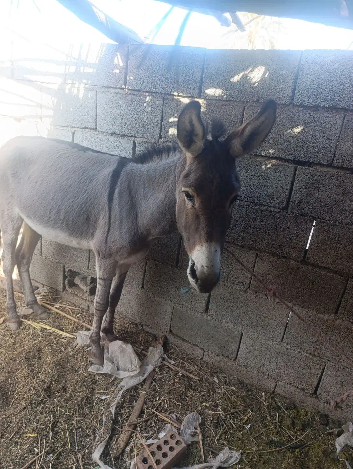 الاغ نر|حیوانات مزرعه|جیرفت, |دیوار