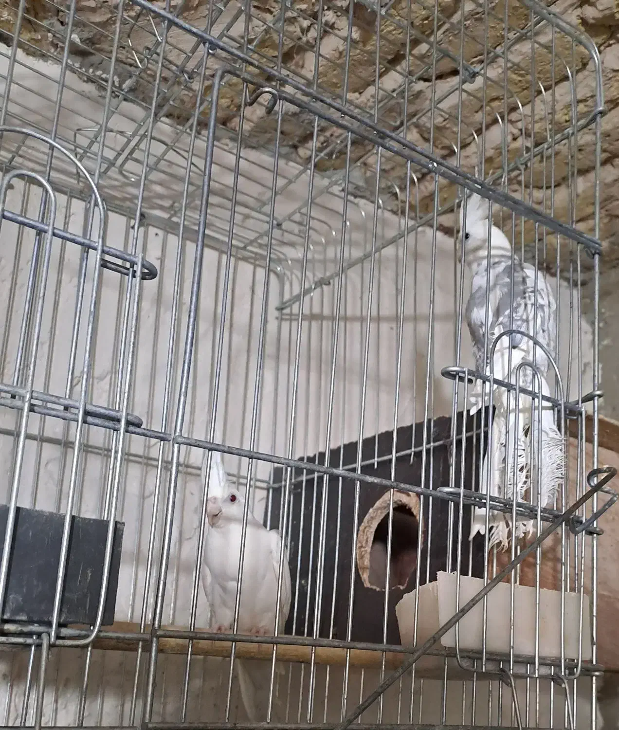 طوطی عروس البینو|پرنده|صائین قلعه, |دیوار