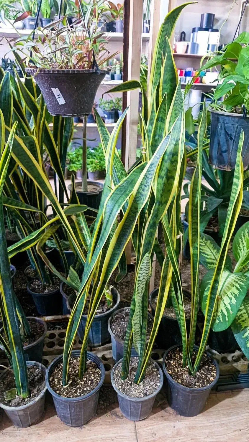 سانسوریا شمشیری لب طلایی|گل و گیاه طبیعی|بیرجند, |دیوار